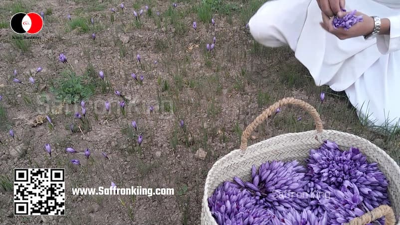 قیمت روز زعفران در شاهرود
