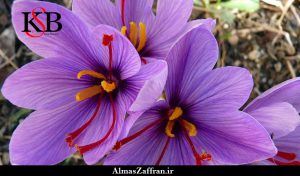 قیمت خرید زعفران در ایران